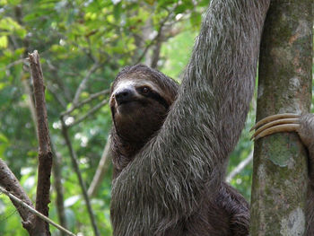 Sloth climbing a tree in manuel antionio's rainforest in costa rica.