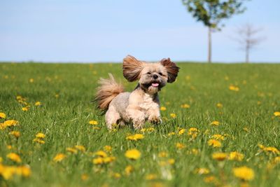 Dog running on grassy field