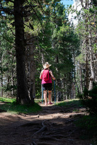 Hiker woman wearing straw hat, shorts and backpack on the path in a forest of pine trees walking amongst tall trees while enjoys the natural environment around. horizontal photo.