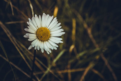 Close-up of white daisy