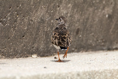 Bird on footpath