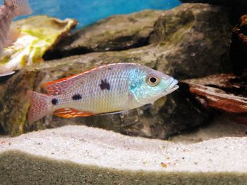 Close-up of fish swimming in sea