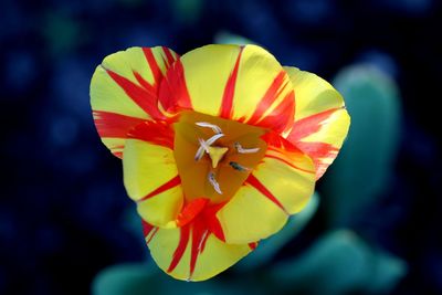 Close-up of red yellow flower