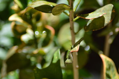 Close-up of fresh green plant