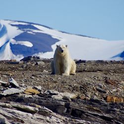 View of a polar bear with a  snow covered mountain