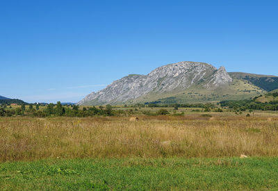 Scenic view of field against clear blue sky