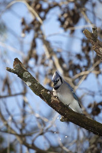 Bird perching on a tree