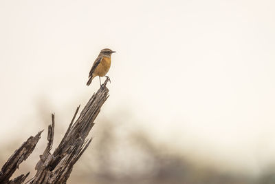 Low angle view of bird perching on wood against sky