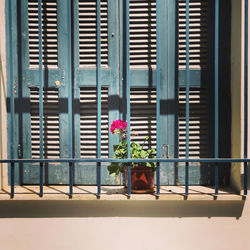 Potted plants on window sill of building