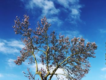 Low angle view of cherry tree against blue sky