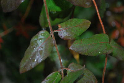 Close-up of wet plant leaves during rainy season