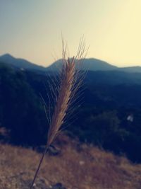 Close-up of stalks in field against sky