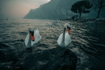 Swans swimming in lake