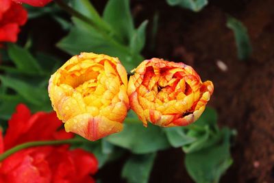 Close-up of red flower blooming outdoors