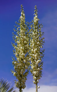 Low angle view of flowering plant against blue sky