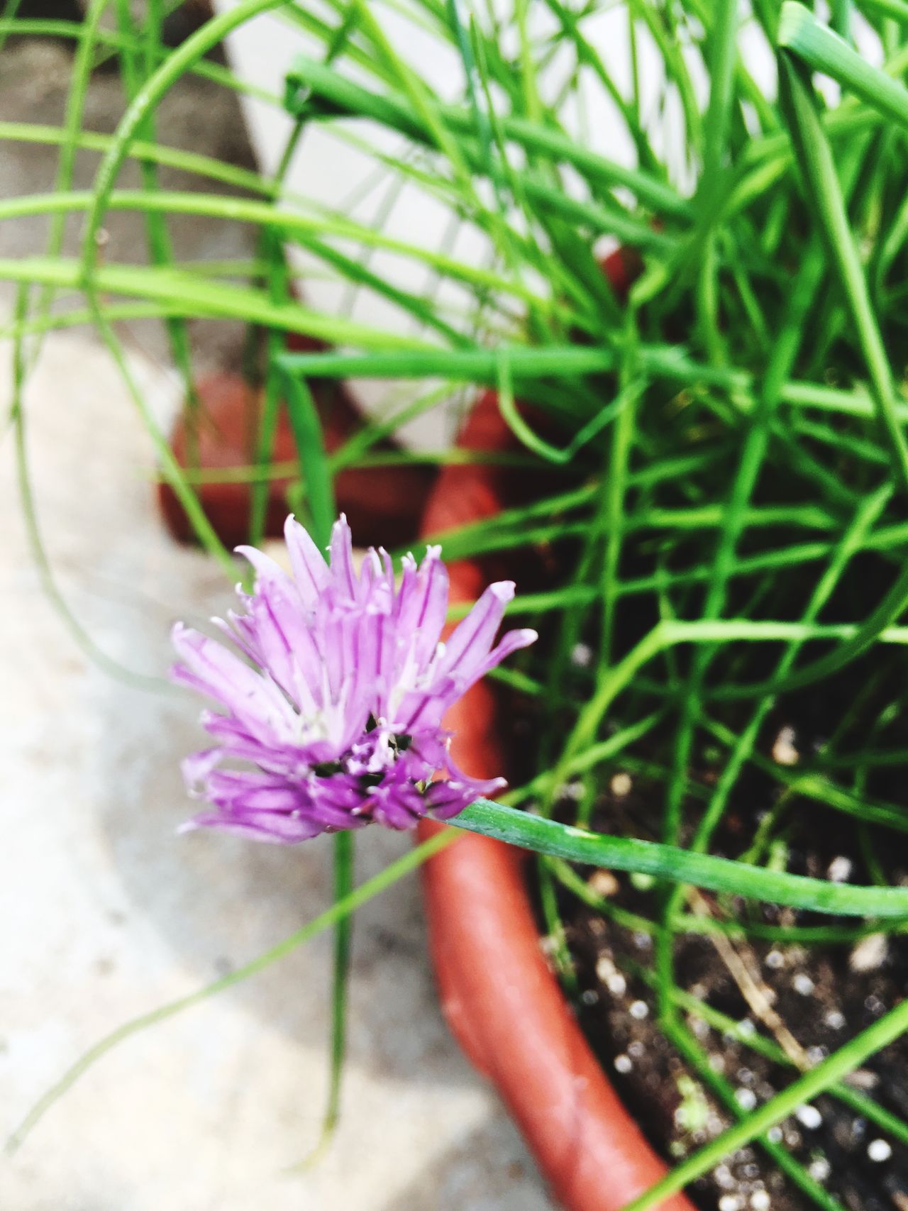 Chive flower