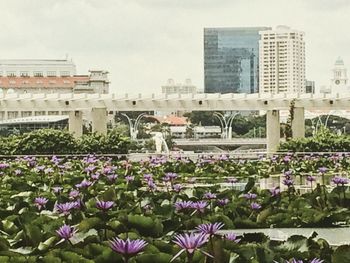 Close-up of plants with city in background