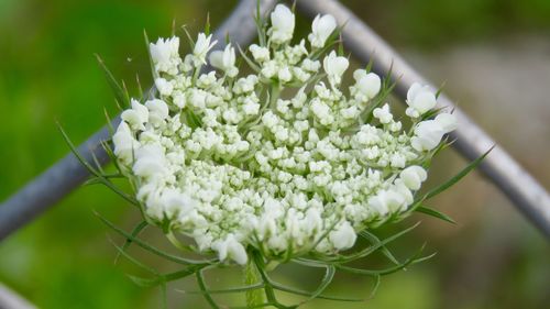 Close-up of white flowering plant