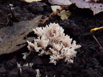 Close-up of white flowers