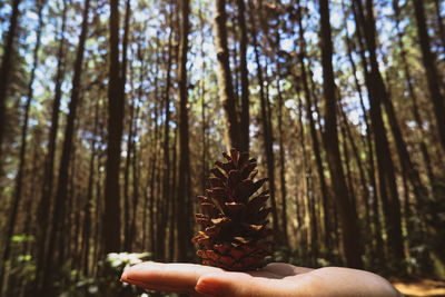 Hand holding pine cone in forest