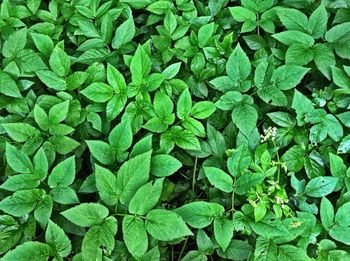 Full frame shot of green plants