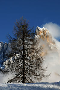 Close-up of bare tree in winter