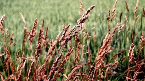 Close-up of stalks in field