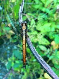 Close-up of dragonfly on plant