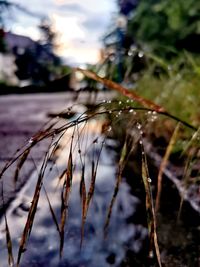 Close-up of wet grass