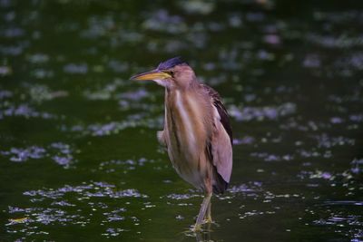 Bird perching on a lake