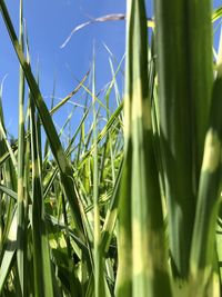 Close-up of crops growing on field against sky