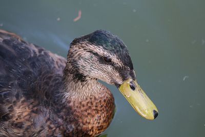 Close-up of mallard duck swimming on lake