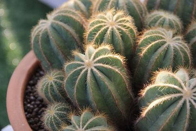 Close-up of succulent plant