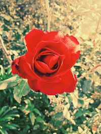 Close-up of red rose flower