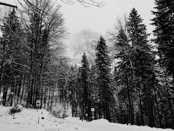 Trees in forest during winter