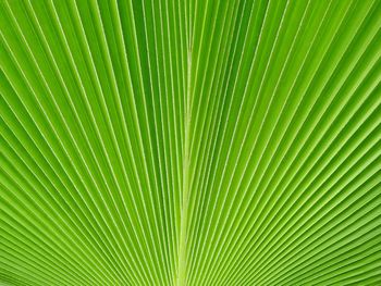 Green palm leaf of fiji fan palm 