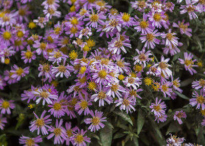 Close-up of purple flowering plants