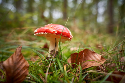 Close-up of mushroom growing on field