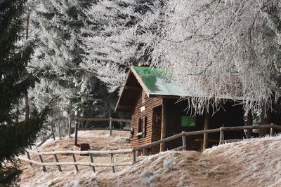 Wooden house amidst trees and plants in forest