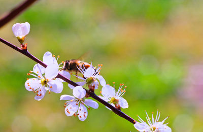 Close-up of bee pollinating flower