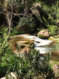 Scenic view of lake in forest