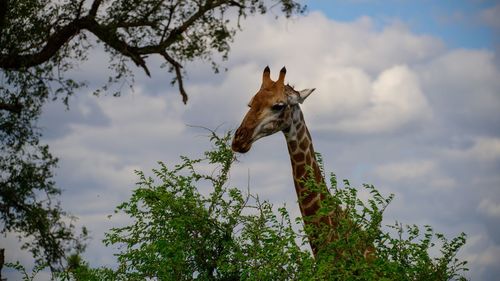 Low angle view of giraffe