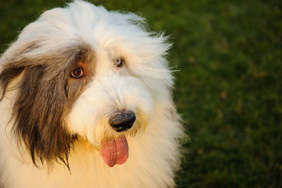 Close-up portrait of dog