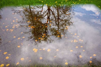 High angle view of plants by lake