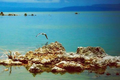 Birds on beach against sky