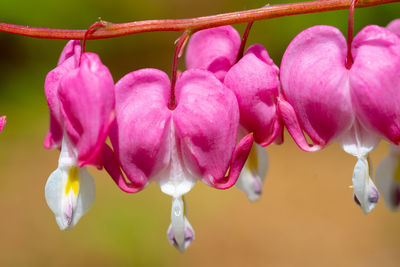 Close-up of pink flowering plants