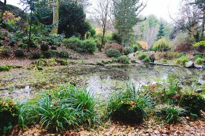 Scenic view of lake in forest
