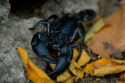 High angle view of insect on rock