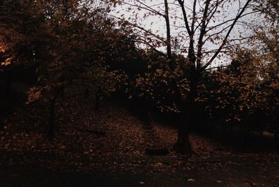 Trees in forest during autumn