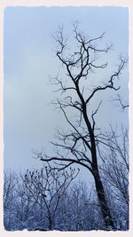 Low angle view of bare trees against sky